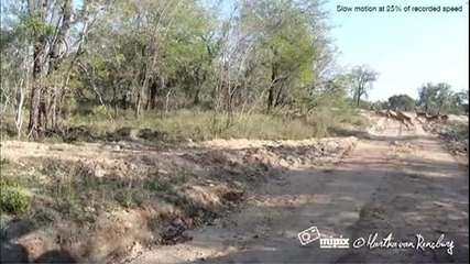 Невероятно Leopard убийство