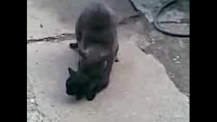 sex v nedan 2