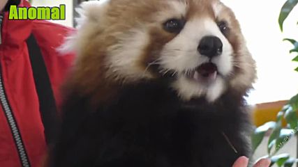 Най-смешните червени панди за 2016
