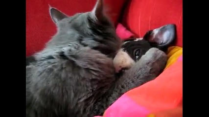 Boston Terrier Vs. Kitten