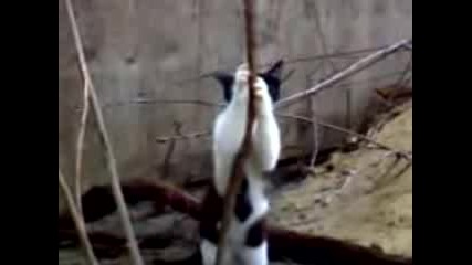 Котка Стриптизьорка - Смях