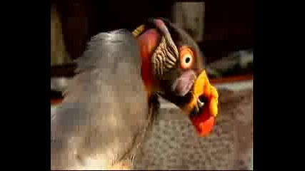Zoo - King vulture