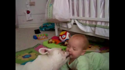 Френски булдок учи бебе на пълзене