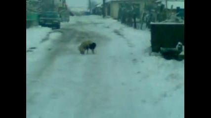 Ku4eta ot nova cherna