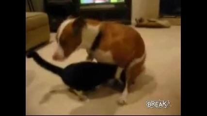Dog Humps Cats Head 