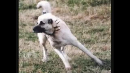 Kangal 