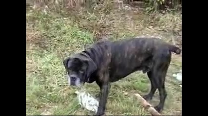 My friend - Cane corso