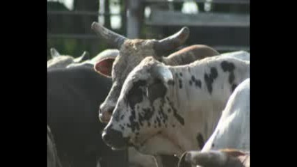 Bull Riding Bulls at Meech Bucking Bulls 