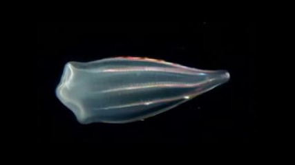 New Species Discovered That Look Like Aliens!