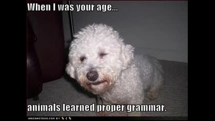 very funny dogs 8 - Funny Videos