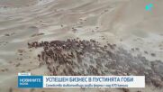 Семейство животновъди разви ферма с над 670 камили в пустинята Гоби
