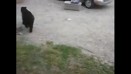 Котка напада мечка ! 