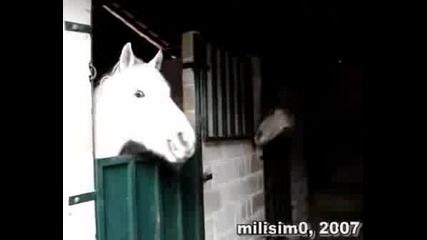 Caballos Bailando Y Cantando .wmv