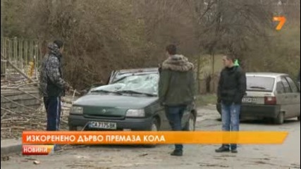 Изкоренено дърво премаза кола