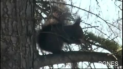 Мъж храни катерички