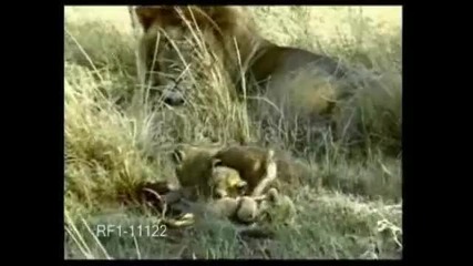 Lions - we are one