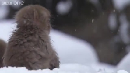 Маймуни макаци се срещат със снега за първи път
