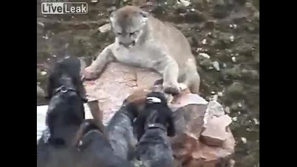 Ловджийски кучета нападат лъв