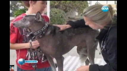 Най-грозното куче на света, Конкурс в Калифорния