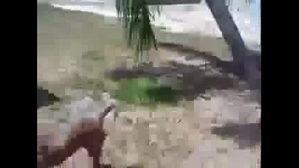 Куче прави задно салто ...