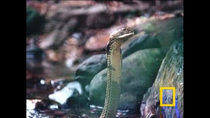 About king cobra - national geographic