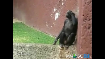 Артистично шимпанзе 