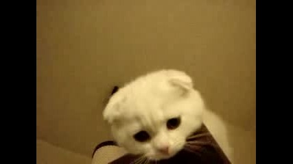 Искам Го Този Сладур!! Тва е най-сладкото котенце!!!