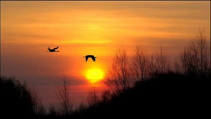 The Cinematic Orchestra - Life Of The Bird