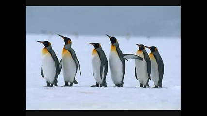 Танцът на пингвина - Музиката
