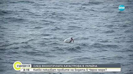 Чиста ли е морската вода по Черноморието след взрива на язовира "Каховка"