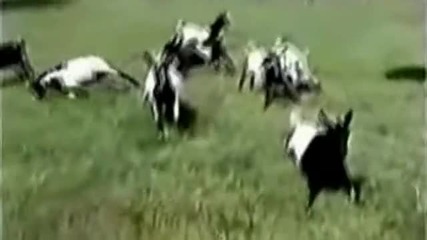 Кози се преструват на умрели 