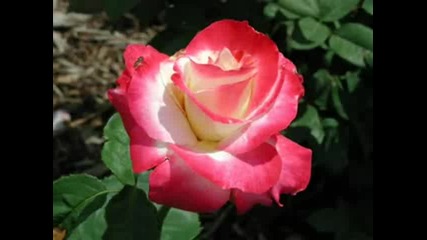 Една Българска Роза - За Любовта На Моя Живот Преслава!!! 