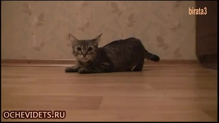 Котка спринтьор