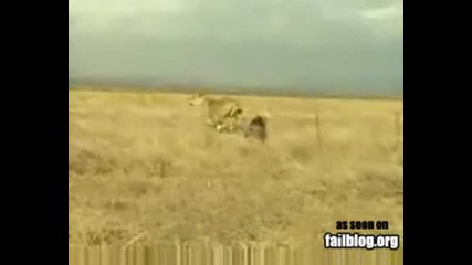 Две диви животни се бият кое от тях ще побети?!?много Смях!!!