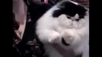 Много дебела котка