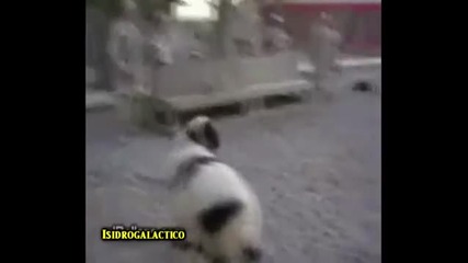 Animals fail compilation January 2012