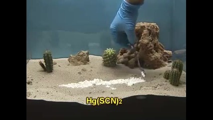 обзавеждане на терариум