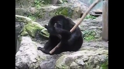 Мечка владее Кунг Фу 