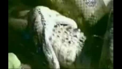 Alligator Vs Anaconda
