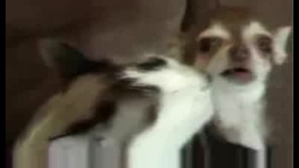 Любов между котка и куче Гледай до края хах