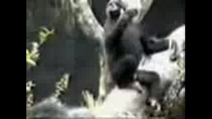 shimpanze 