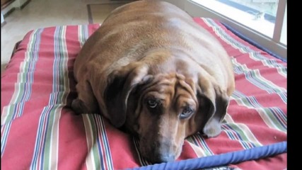 Топ 5 Най-дебелите кучета в света