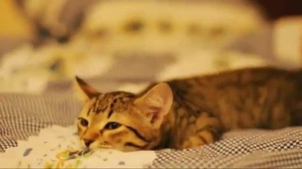 На котето и душата му спи