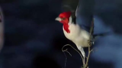 I never did before- Никога не съм правил преди