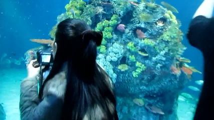 Океанариума в Дания Скоро такъв и в Бургас