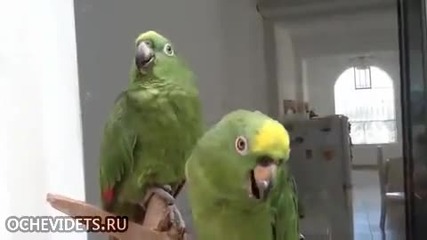 Смях ... Пеещи папагали
