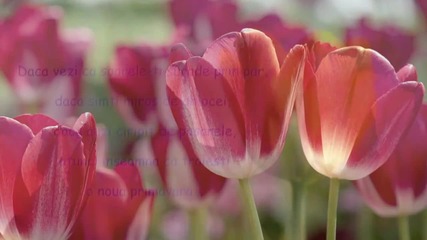 Waltz of Spring, Waltz of Love