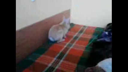 Моето сладко мини зайче! 