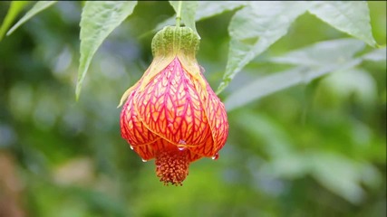 Colorful Flowers