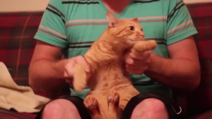 Тази котка направо цепи - Dubstep Cat ( Смях )